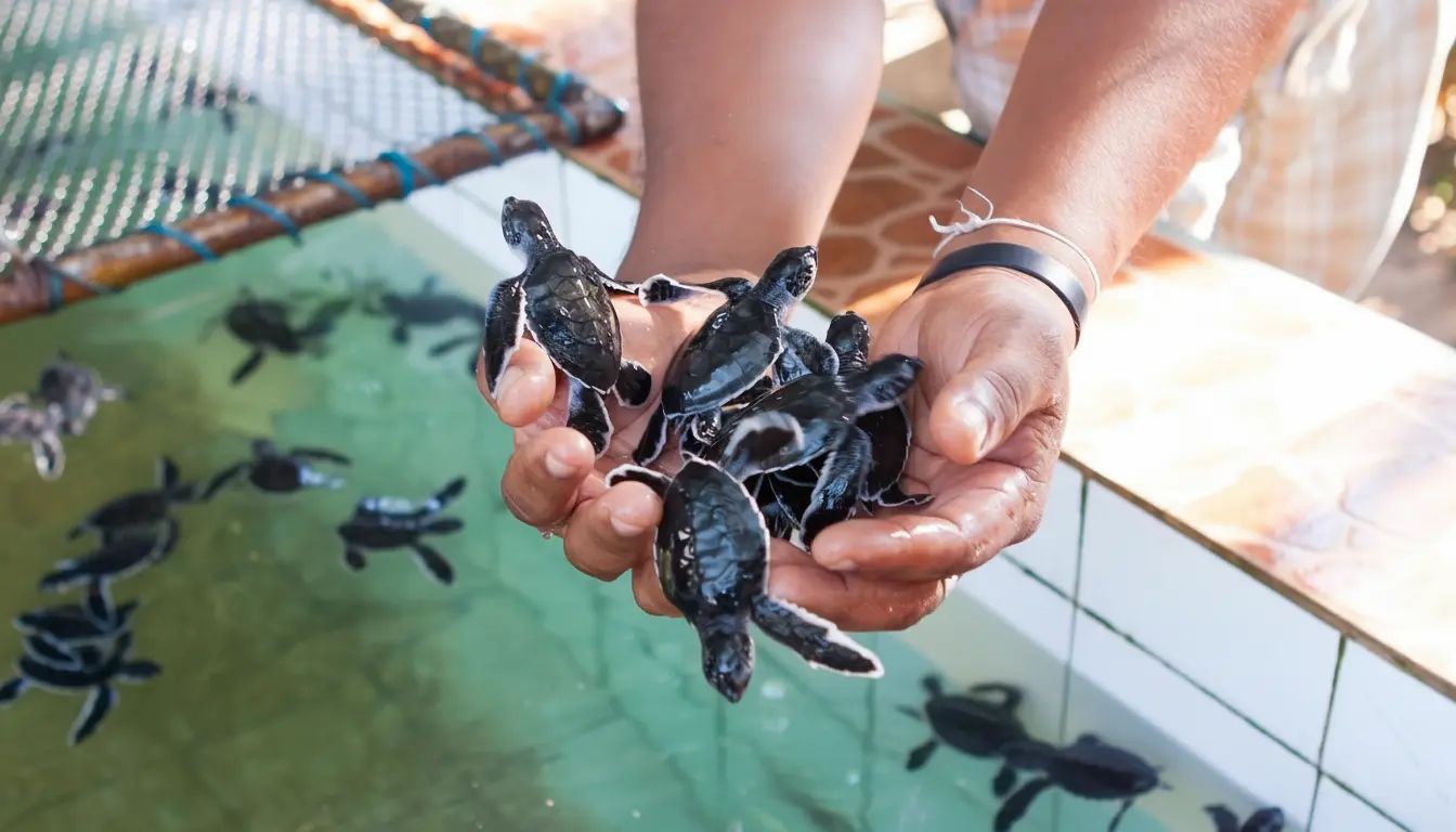 turtle island